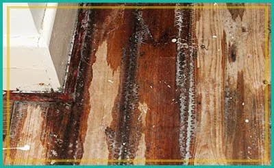 Fort Lauderdale Restoration Expert Fort Lauderdale, FL 954-363-0411 - content-water-damage
